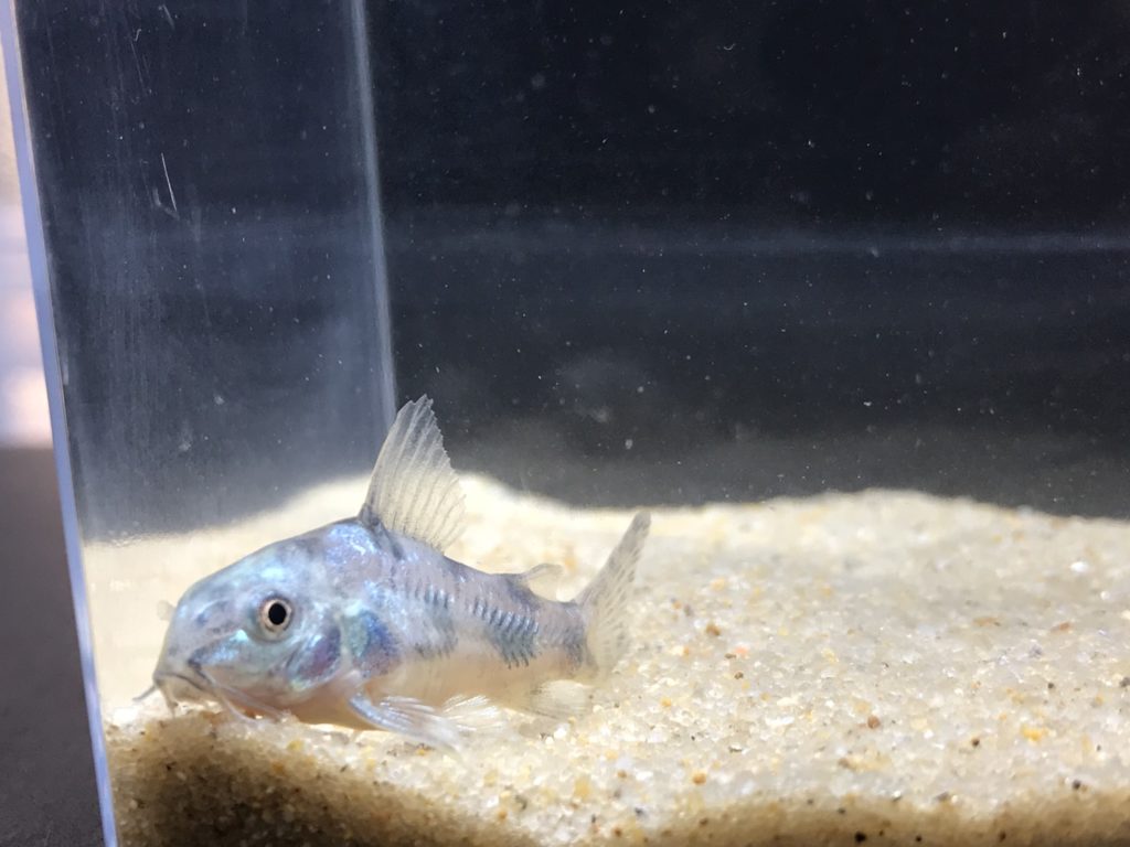 コリドラス パレアトゥス 3cm の通販 アクアストーリー