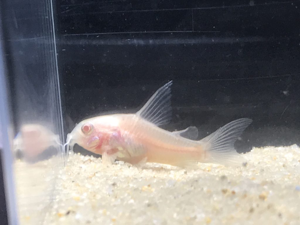 コリドラス アルビノロングフィン 2cm の通販 アクアストーリー