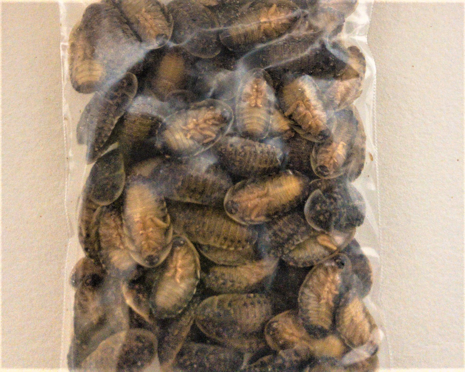 冷凍デュビア 足取り加工済 の通販 成虫 M Sサイズの販売 アクアストーリー