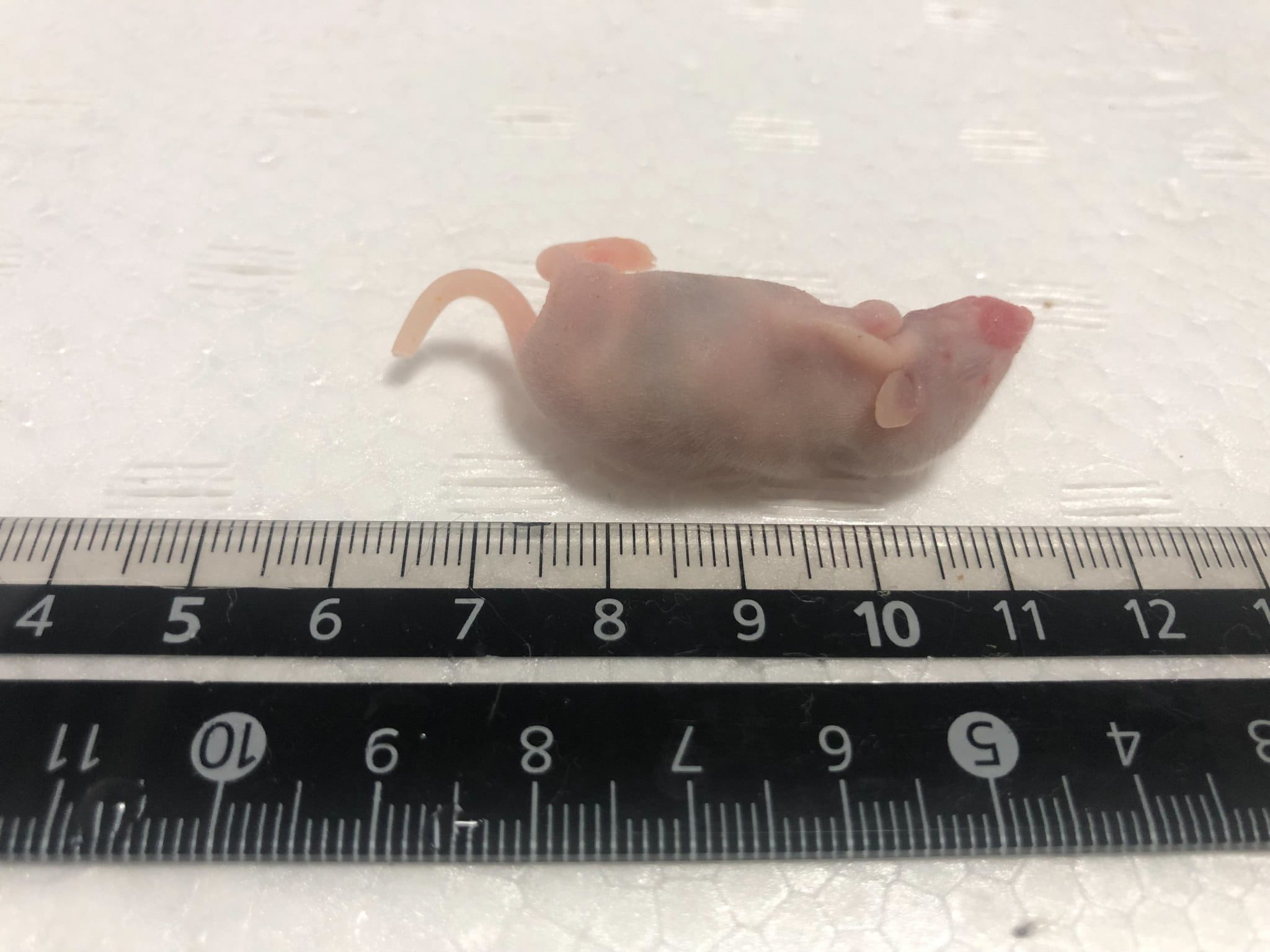 ファジーマウス(5~6cm)10匹