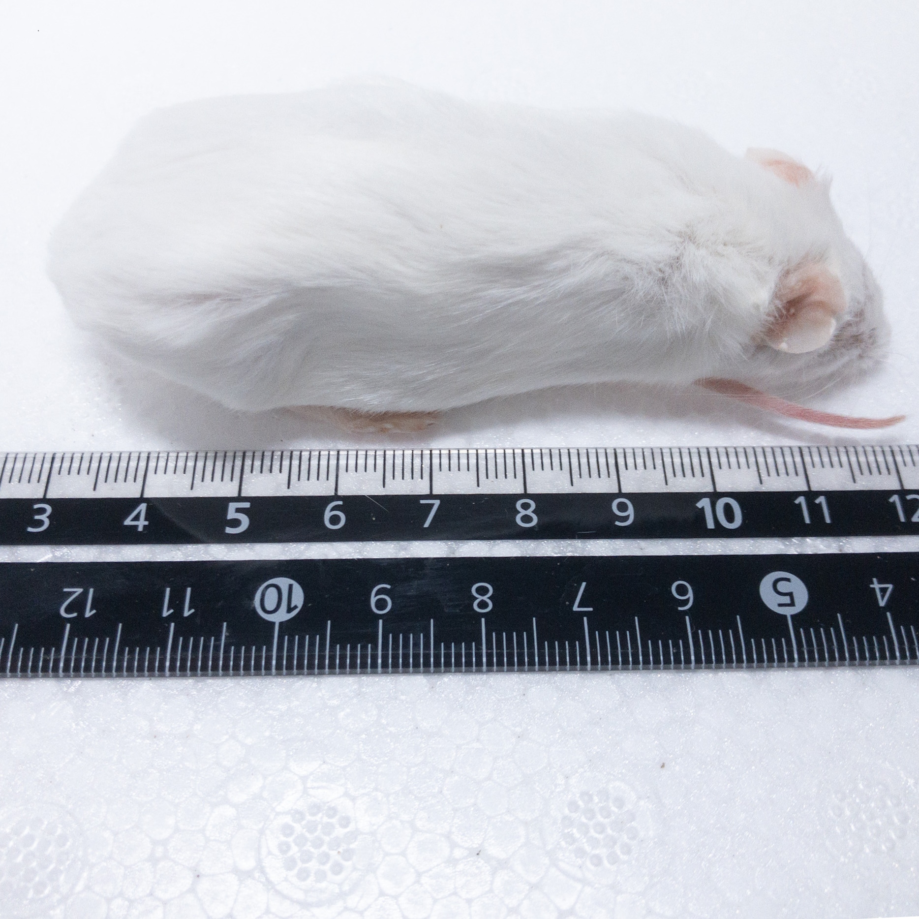 冷凍アダルトマウスM