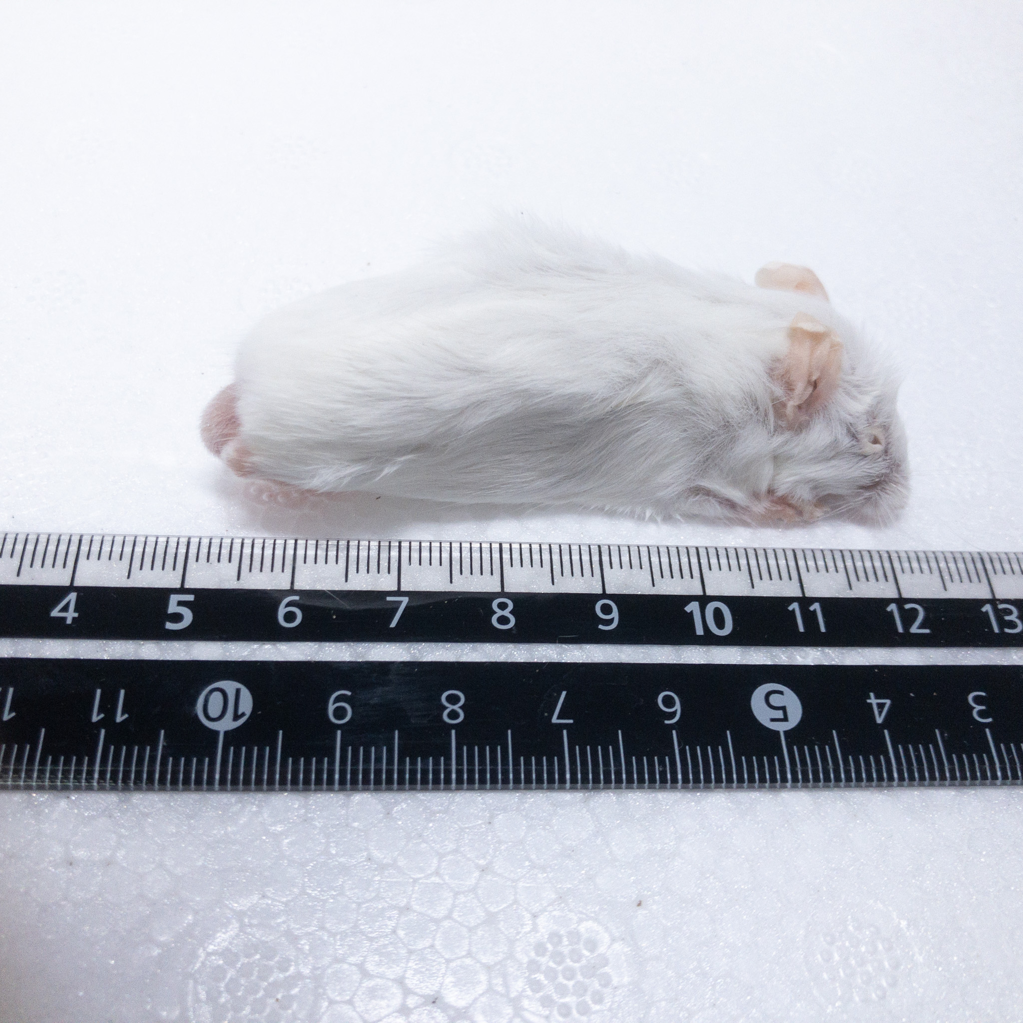 冷凍マウスを購入して頂いた方の口コミ