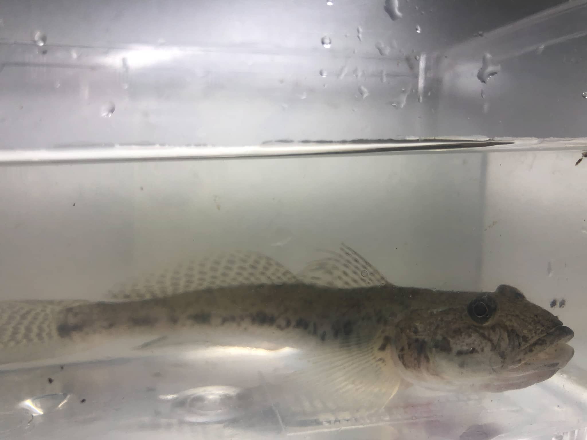 マハゼの通販 アクアストーリー