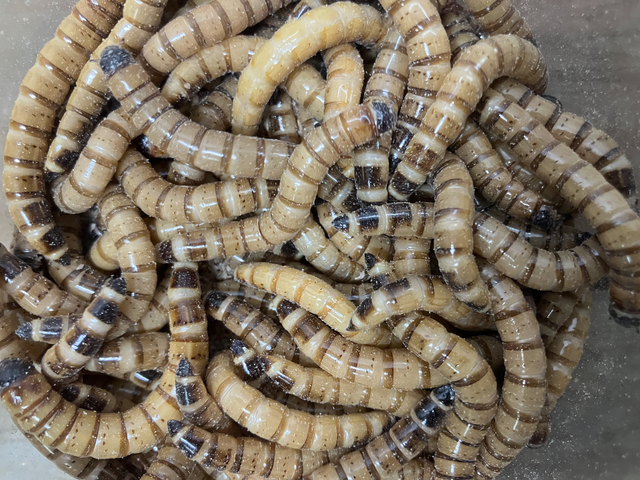 ＭＬサイズ！◆送料込◆◆☆ジャイアントミルワーム４～５ｃｍ☆ ３ kg＋１割増　　アロワナ・プレコ・フトアゴ・爬虫類 送料込み特価）ジャイアントミルワームML 5kg1割増量サービス付